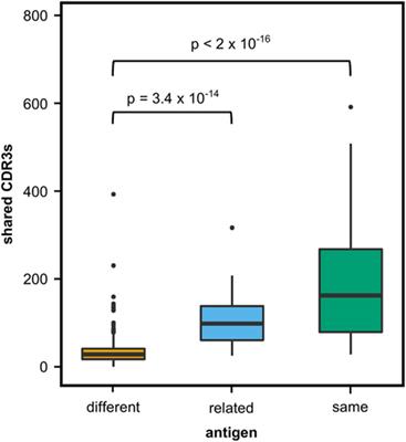 Functionally Convergent B Cell Receptor Sequences in Transgenic Rats Expressing a Human B Cell Repertoire in Response to Tetanus Toxoid and Measles Antigens